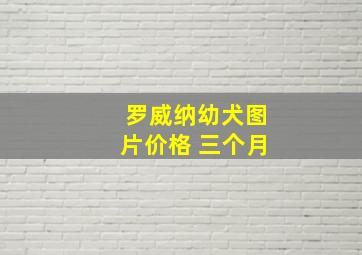 罗威纳幼犬图片价格 三个月